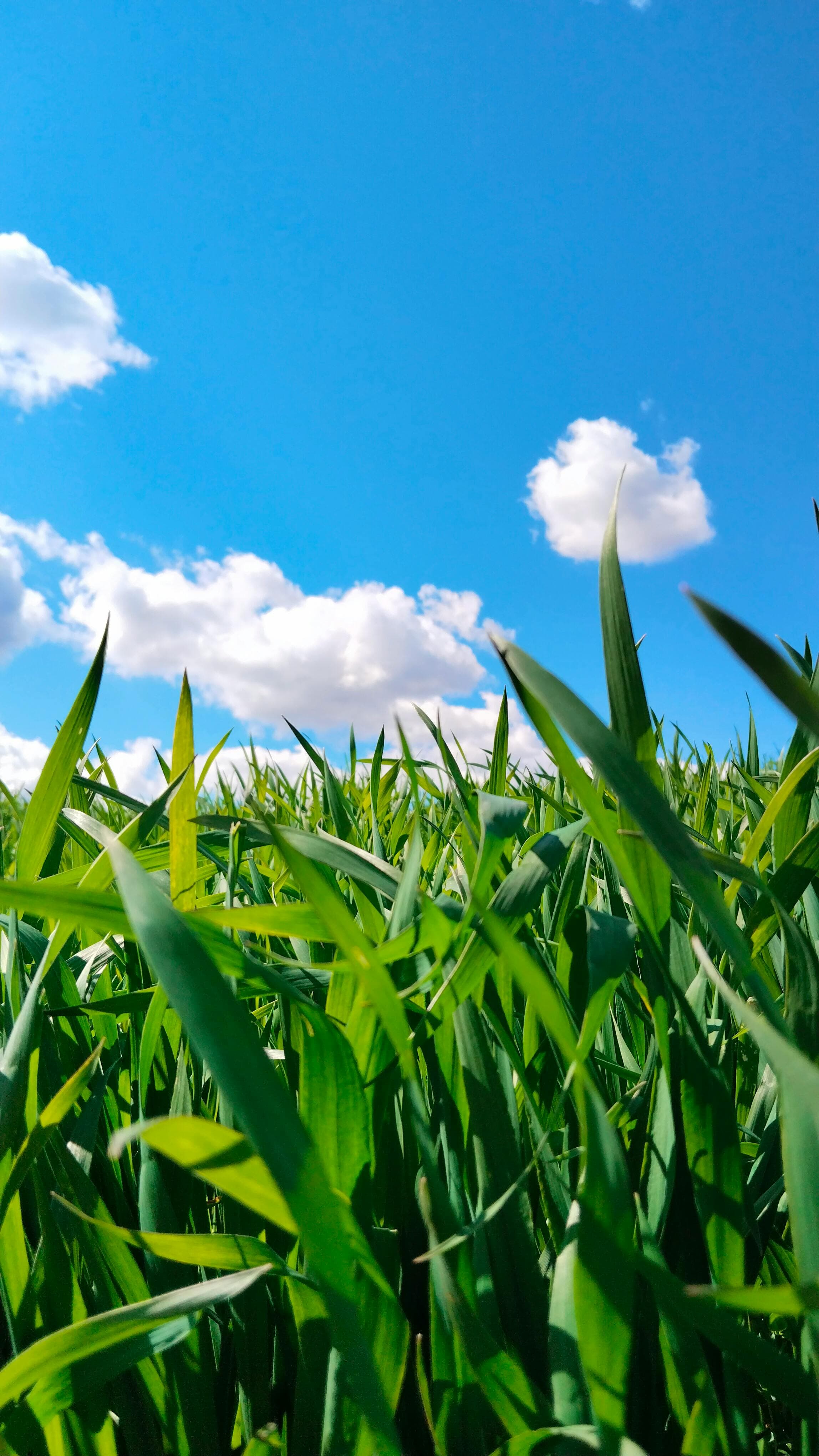 Agroanalysis - Case Study